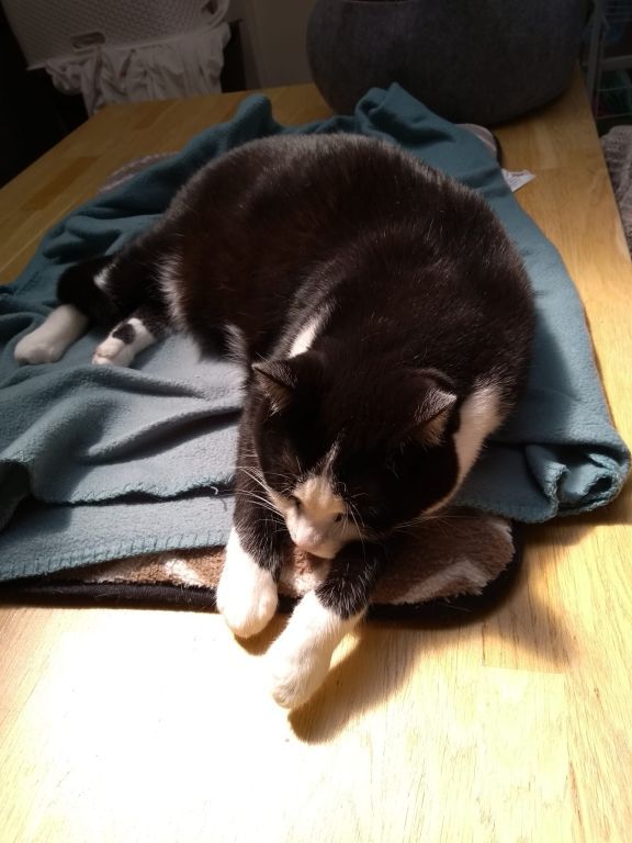 kat