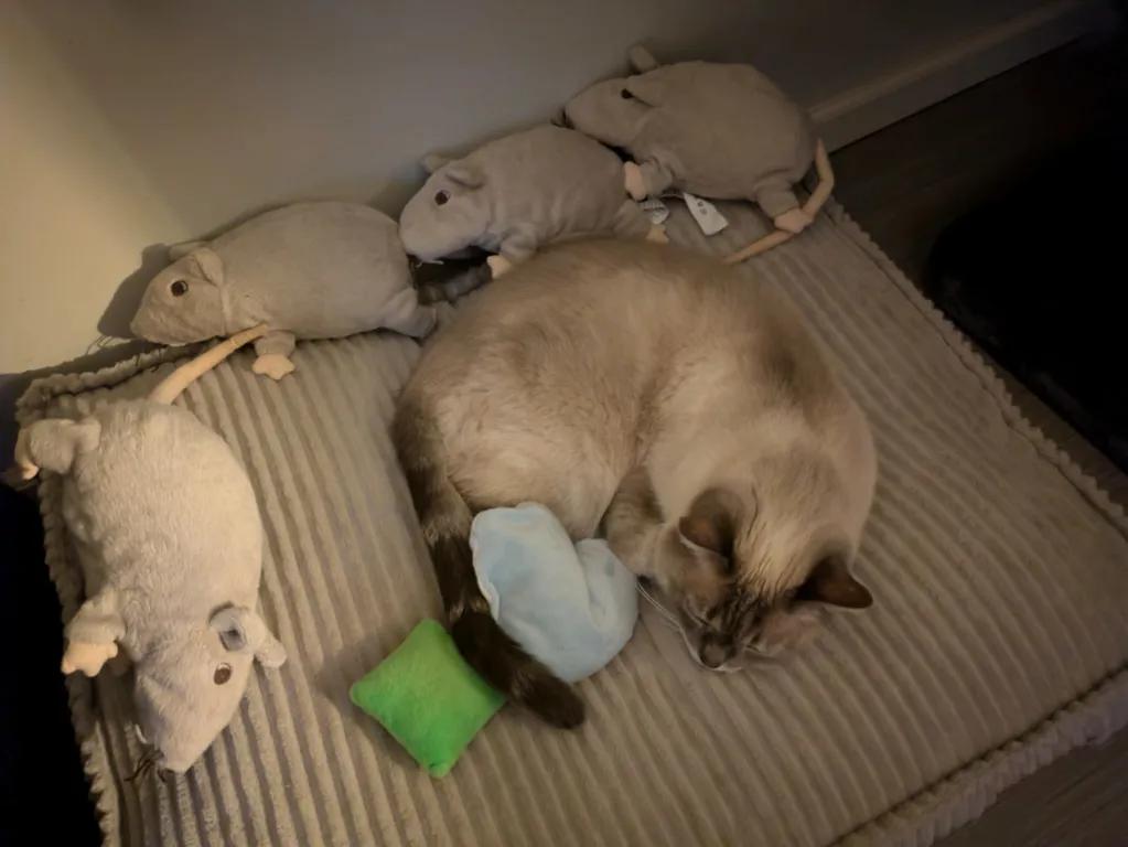 kat