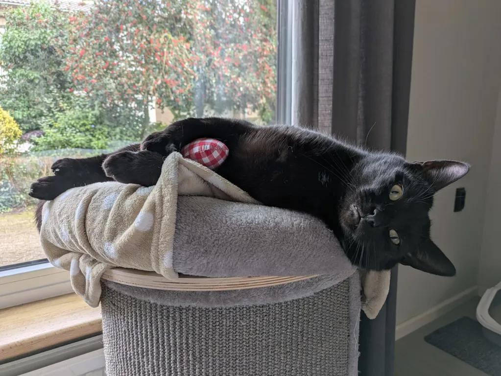 kat