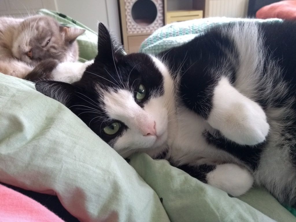 kat