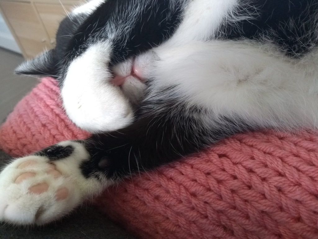 kat