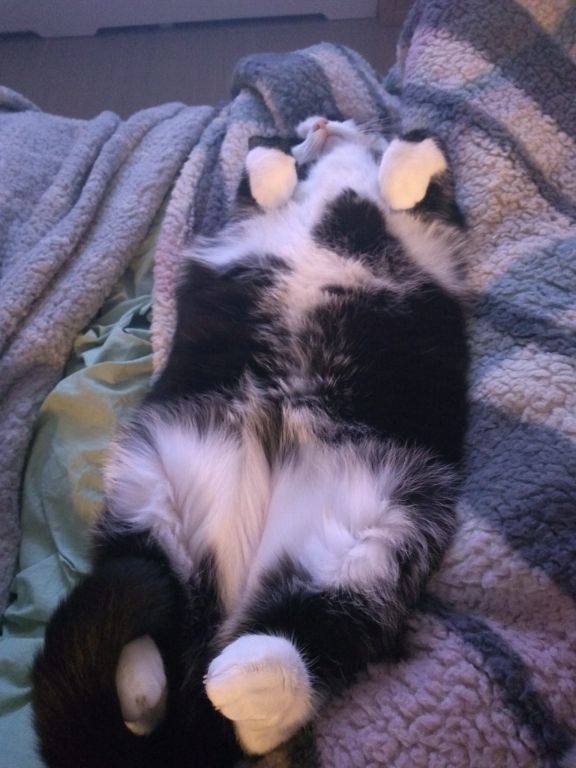 kat