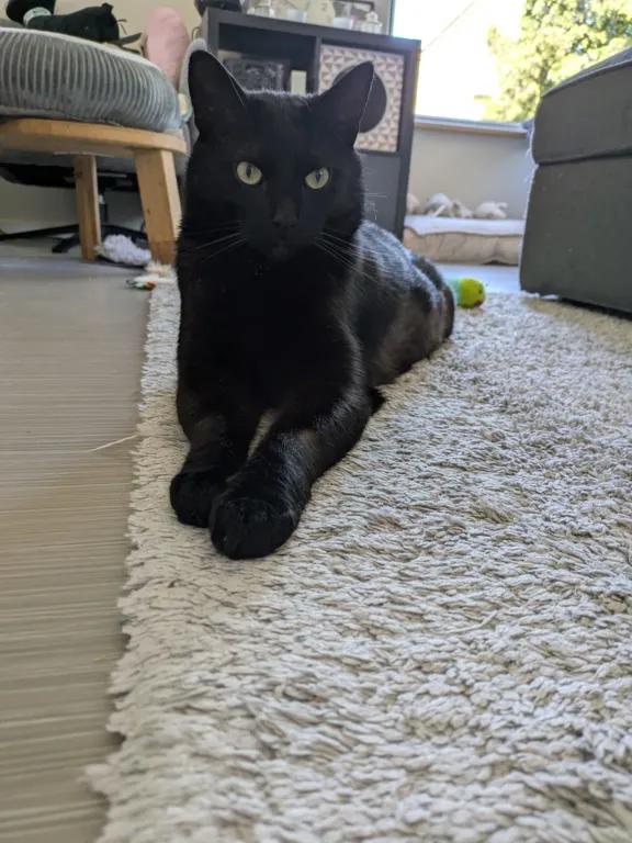kat