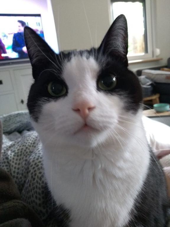 kat