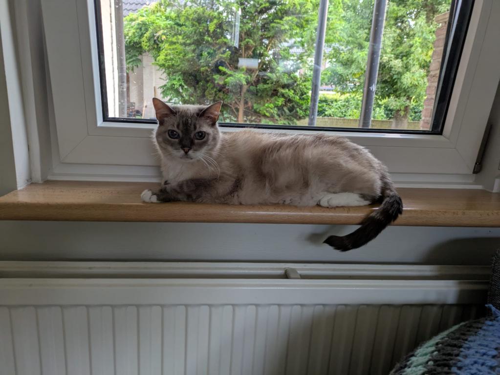 kat