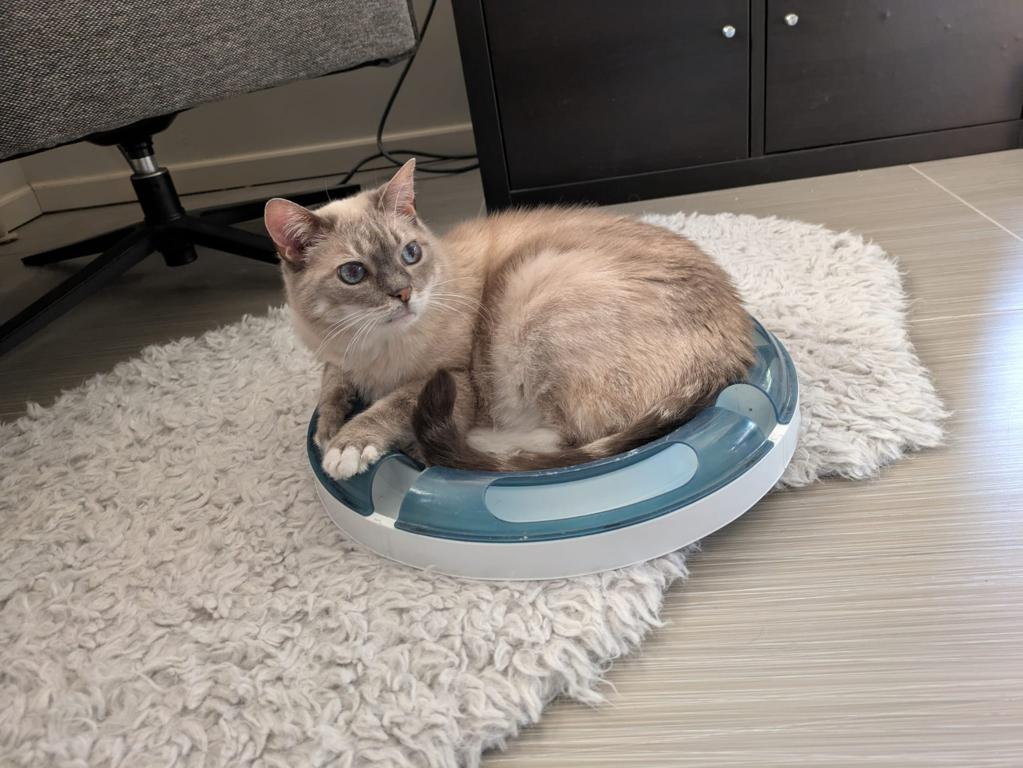 kat
