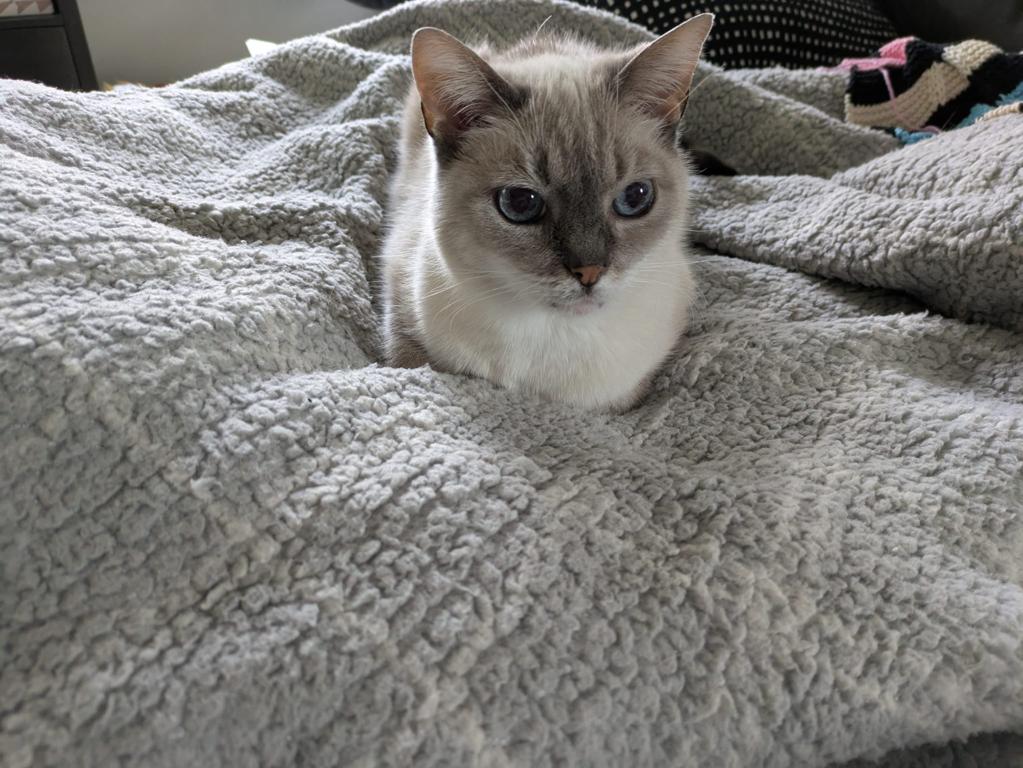 kat