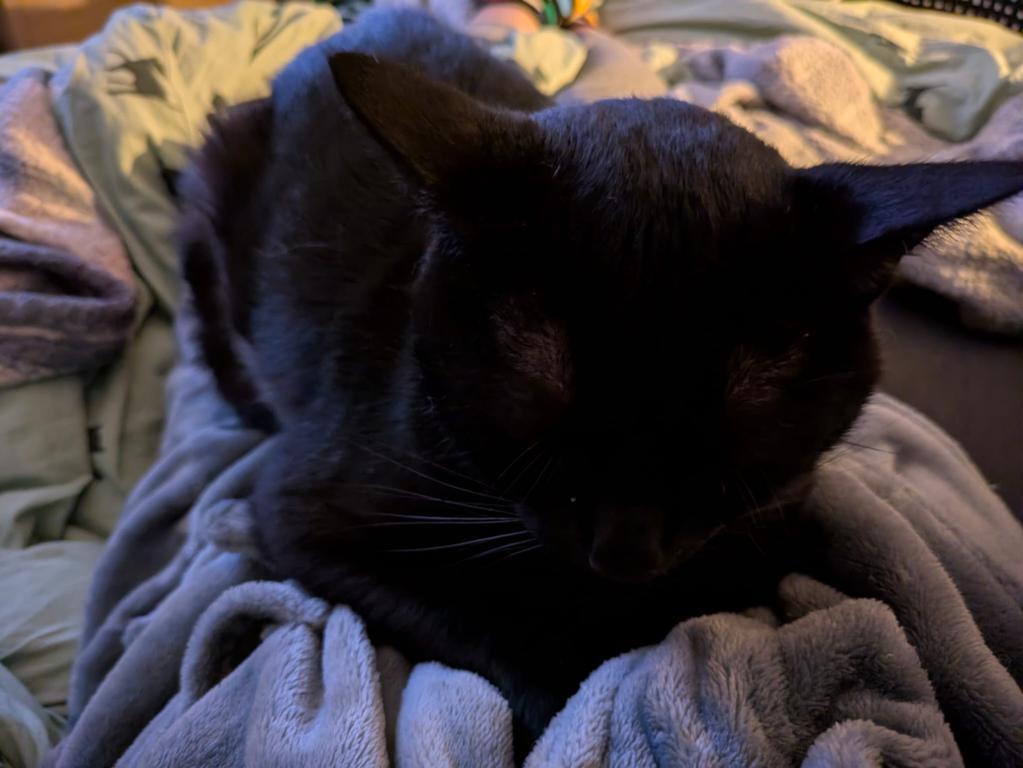 kat