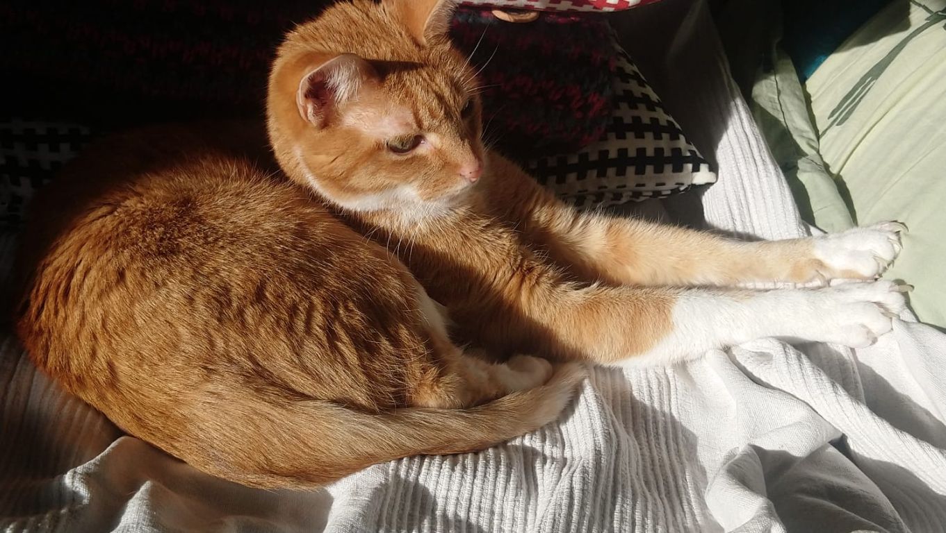 kat