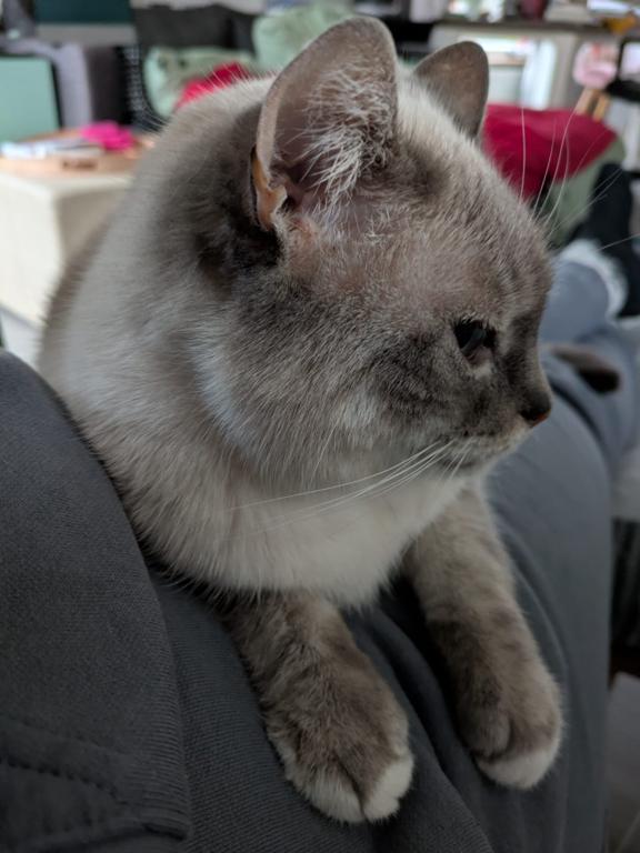 kat