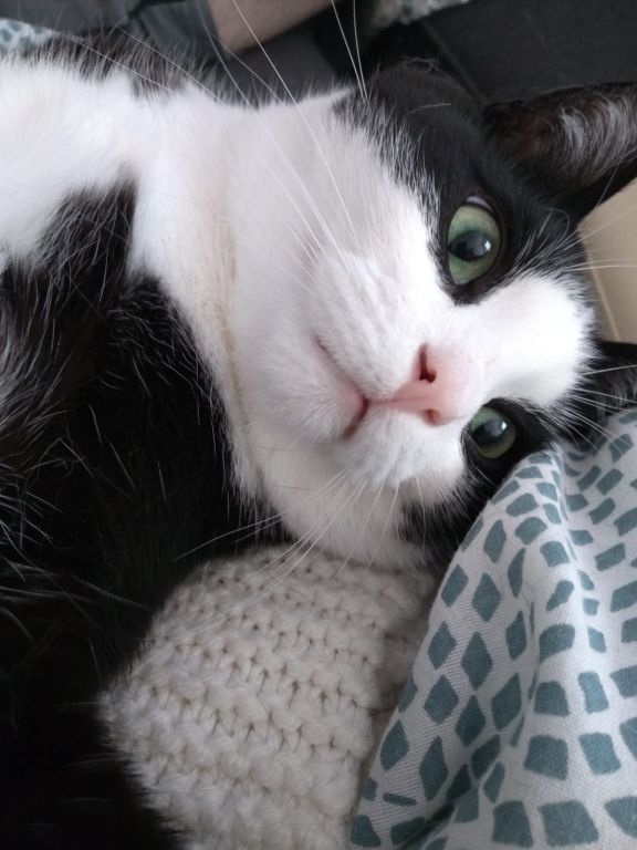 kat