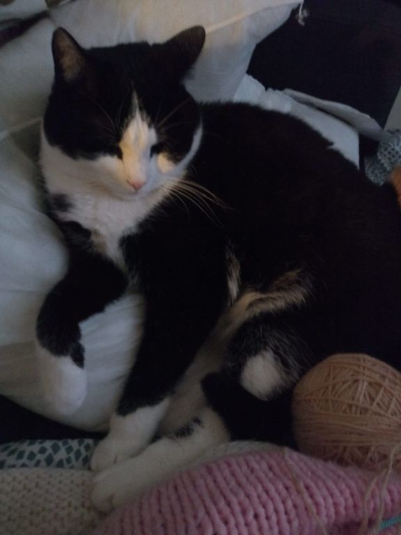 kat