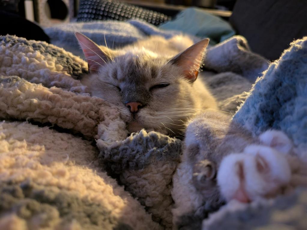 kat