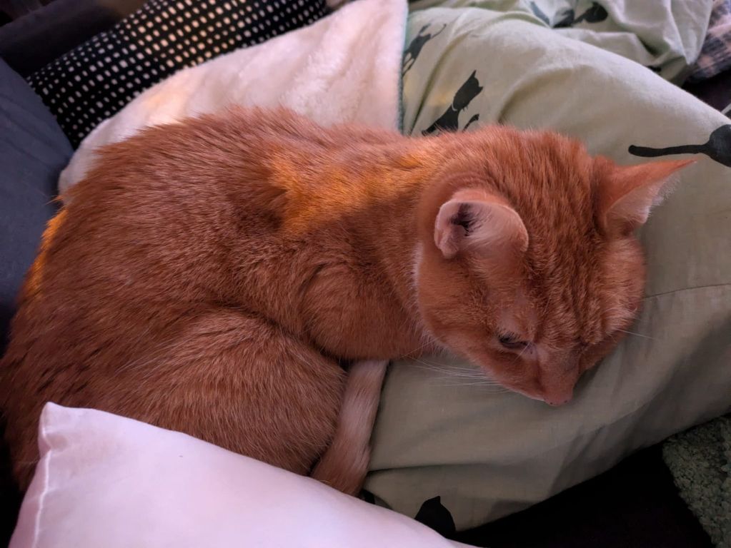 kat