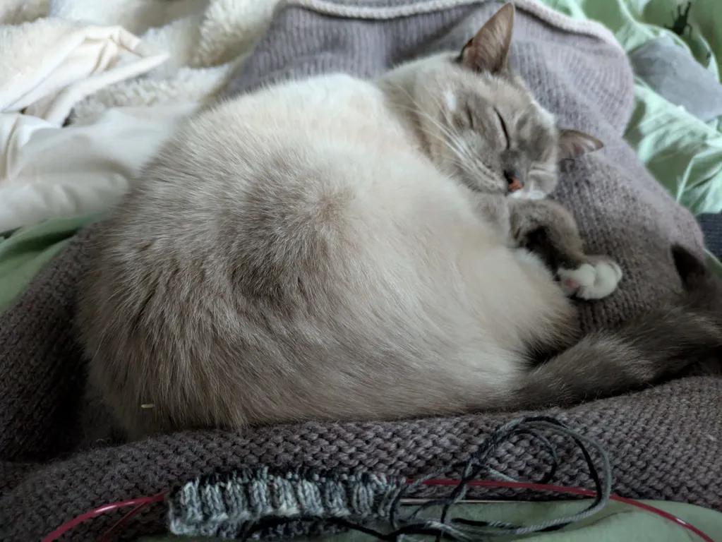 kat