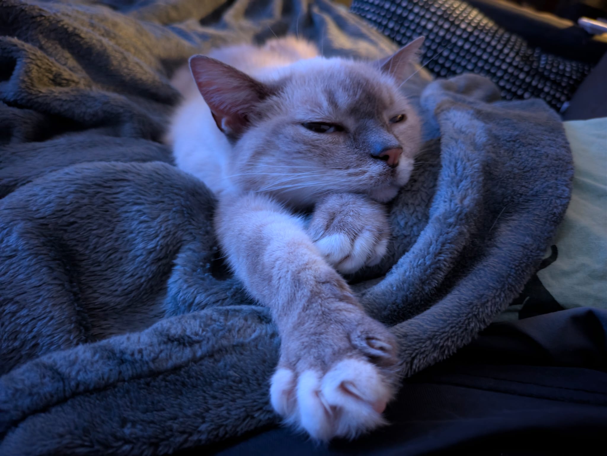 kat