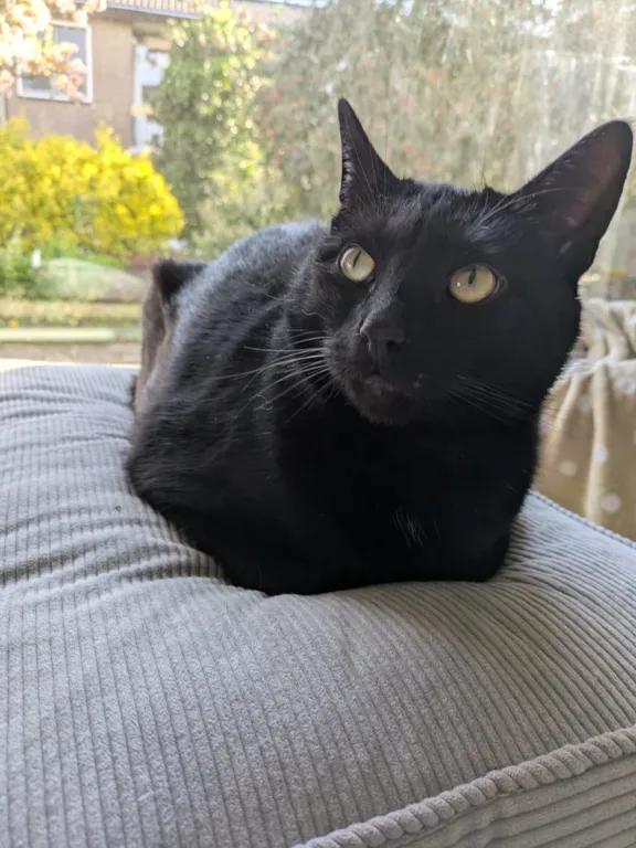 kat