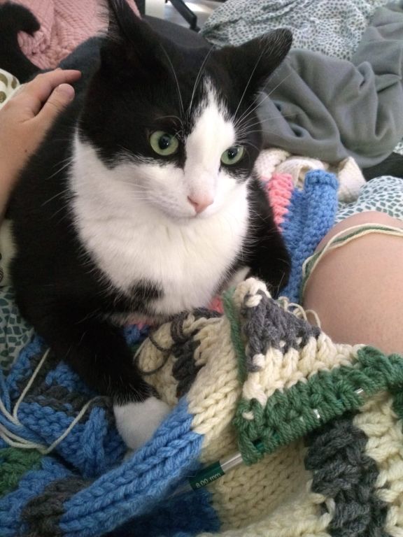 kat