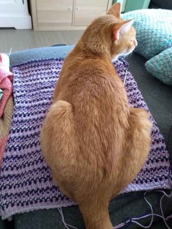 kat