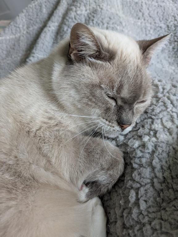 kat