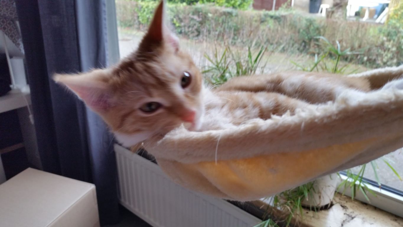 kat