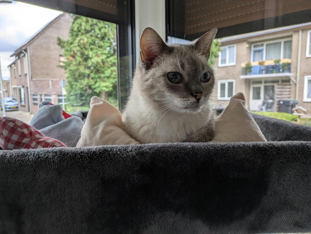 kat