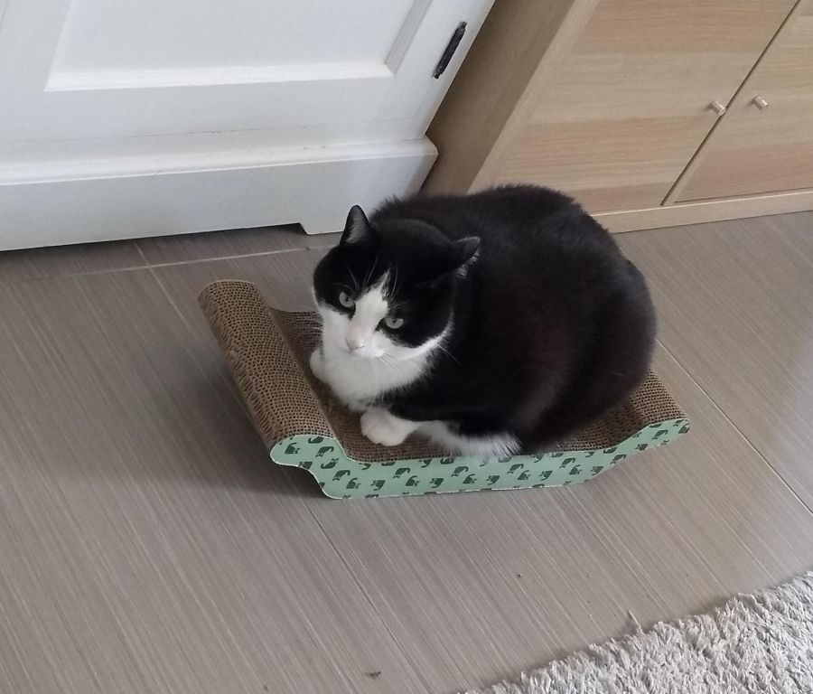 kat
