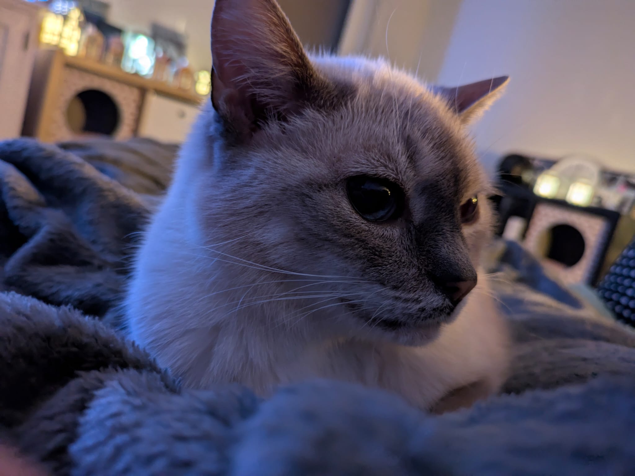kat