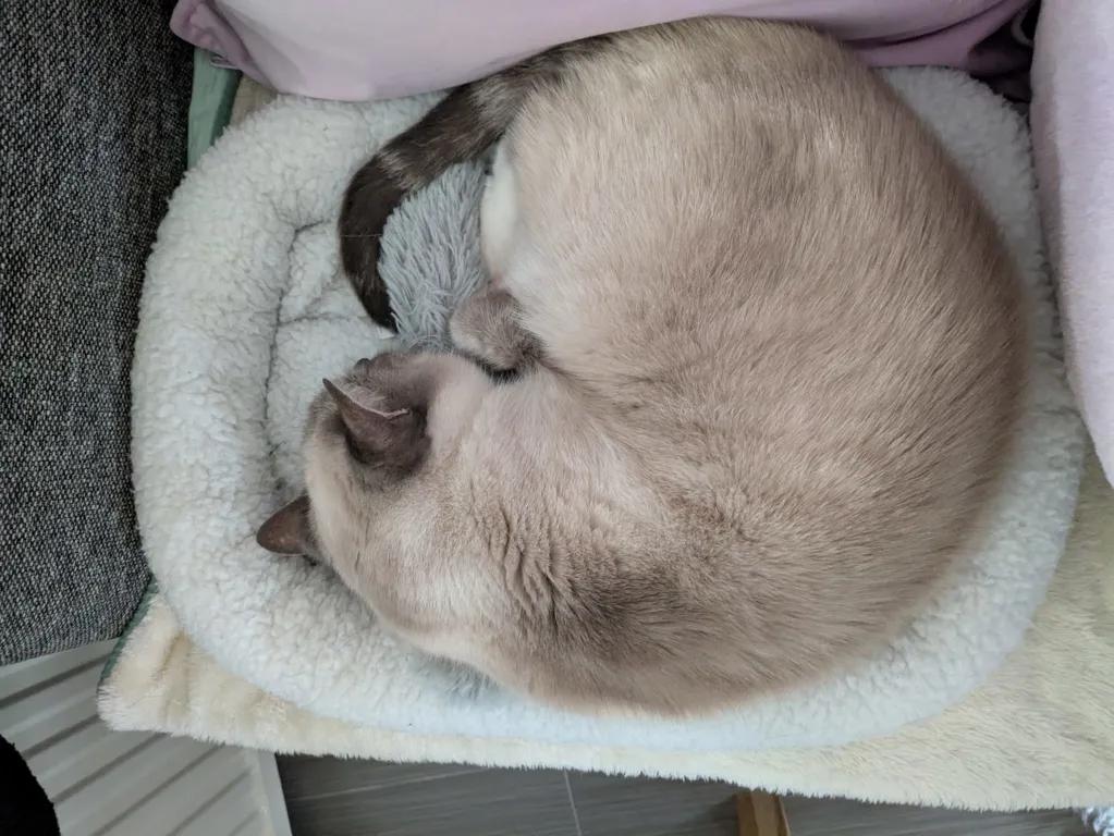 kat