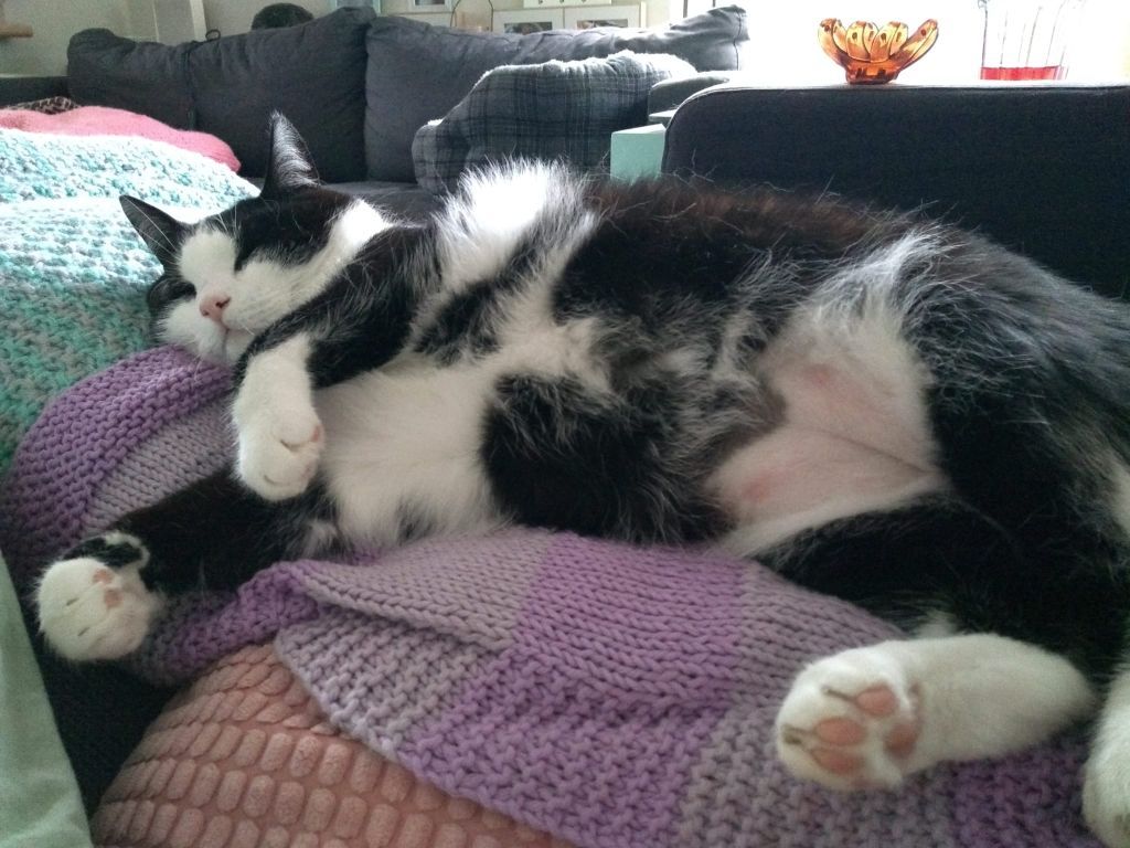 kat