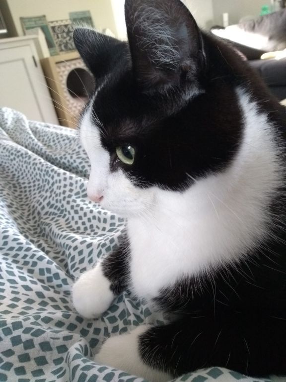 kat