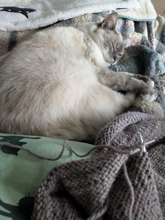 kat