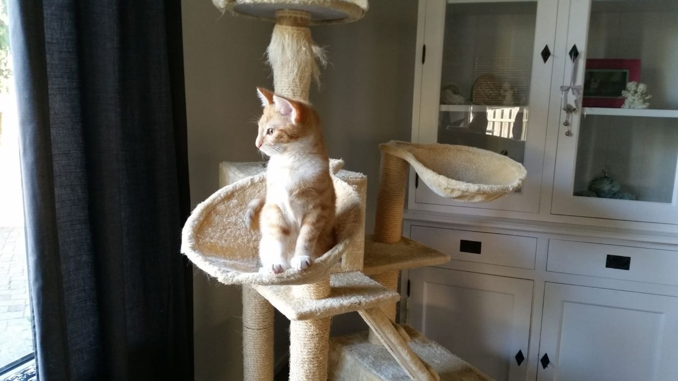 kat