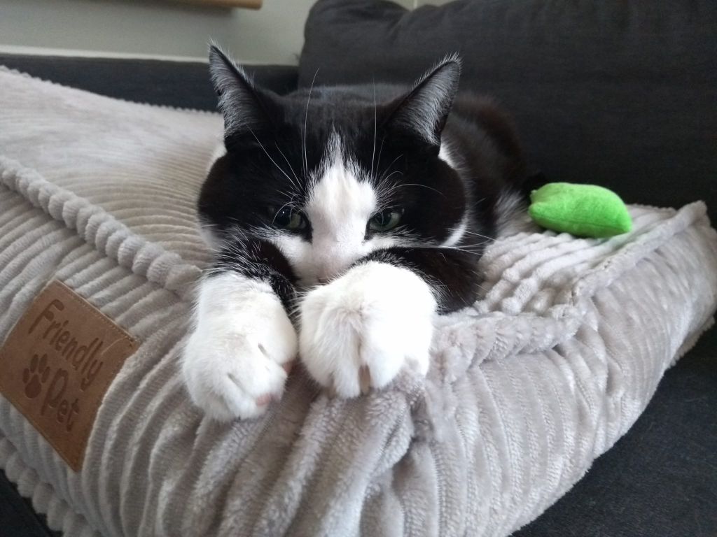 kat