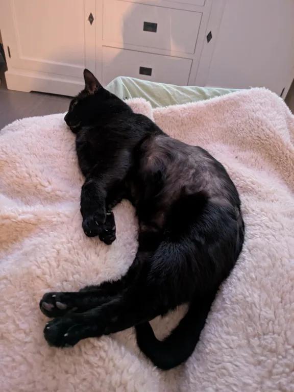 kat