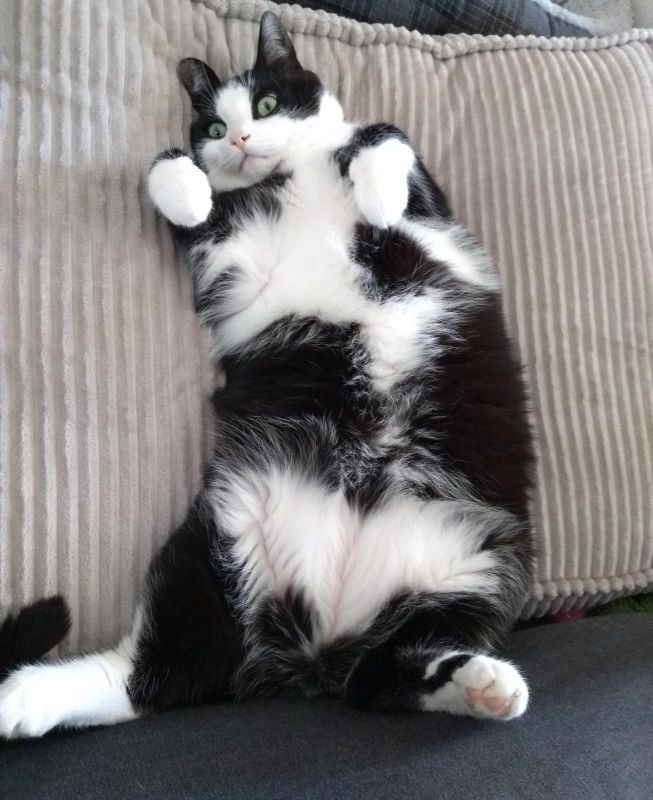 kat