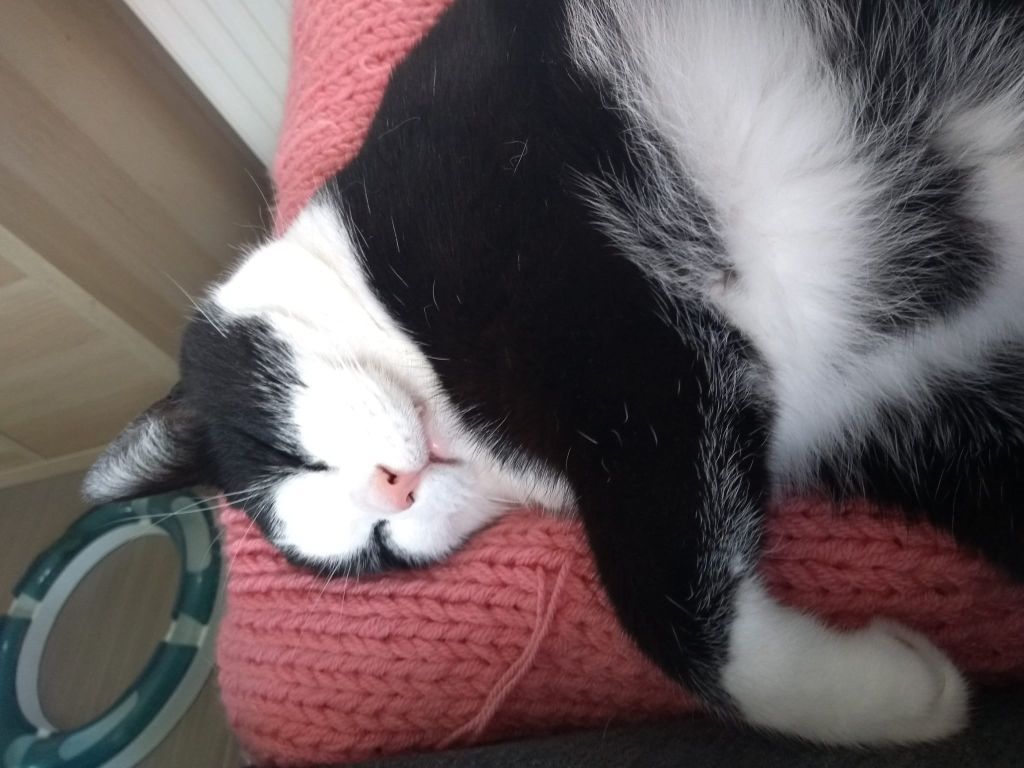 kat
