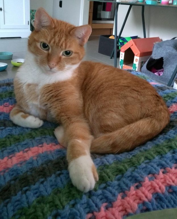 kat