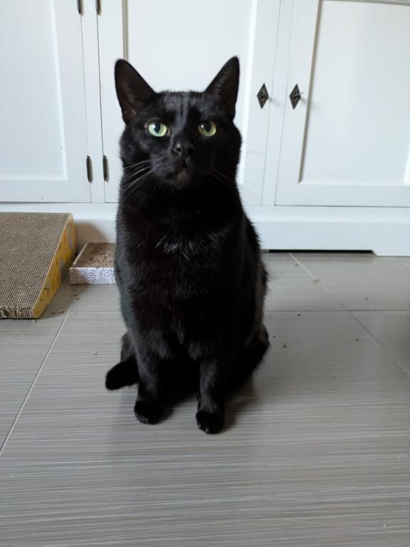 kat