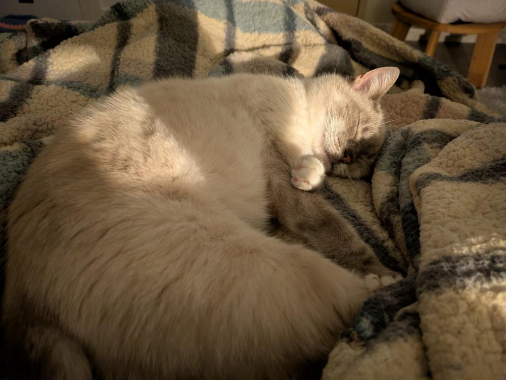 kat