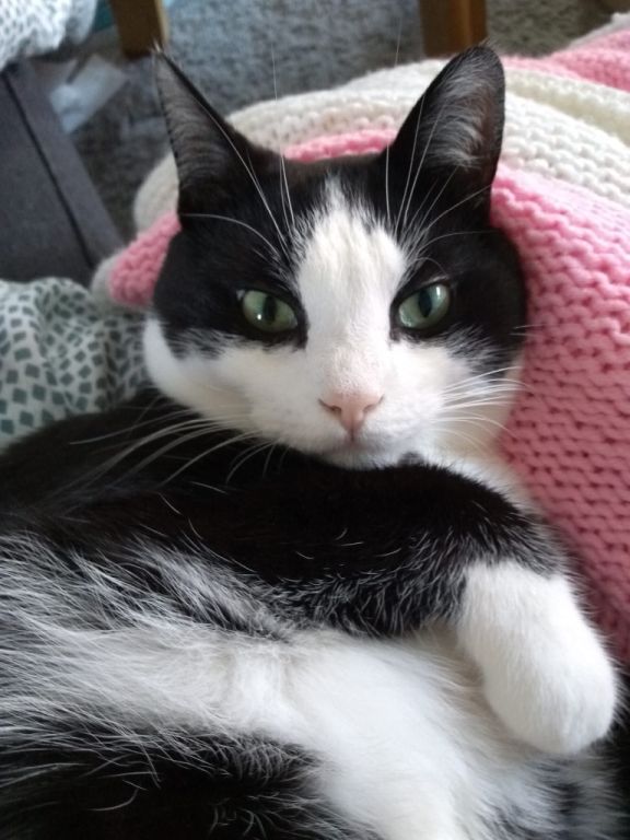 kat