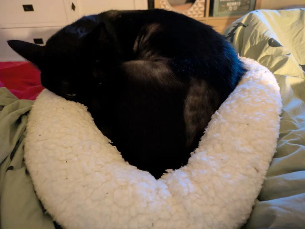 kat