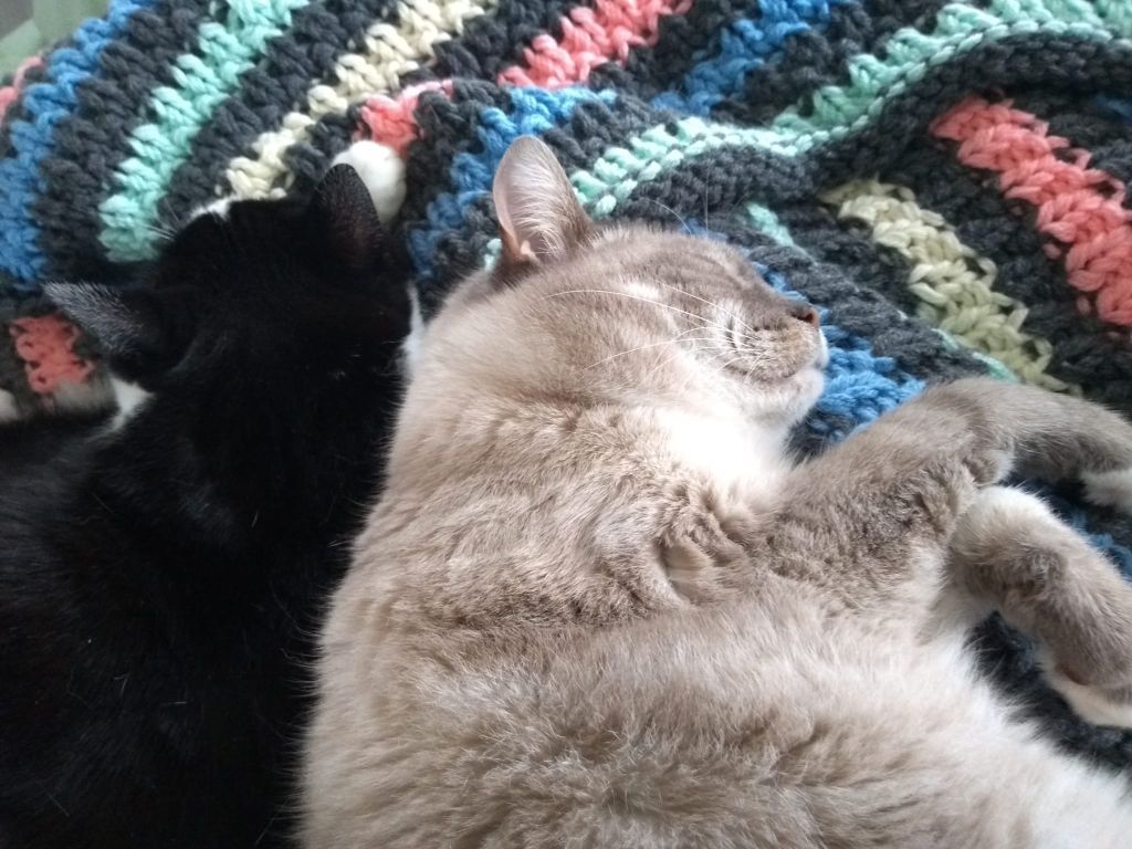 kat