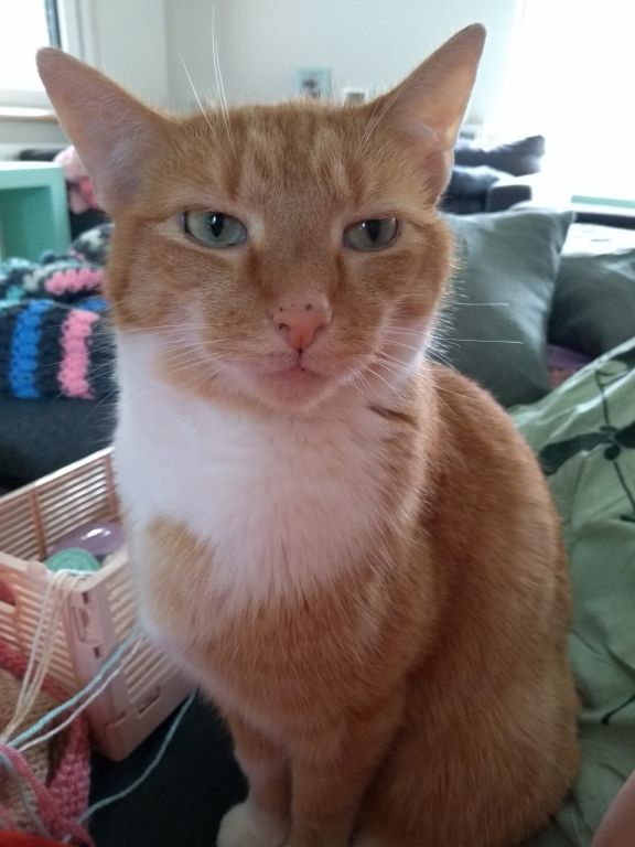 kat
