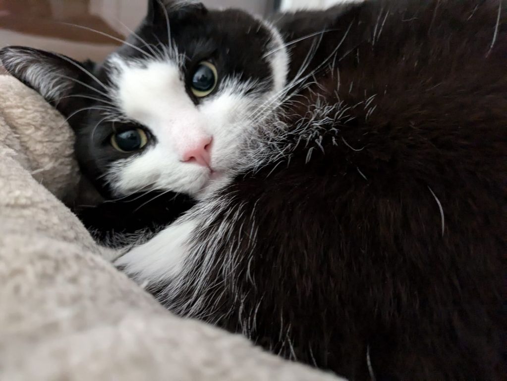 kat