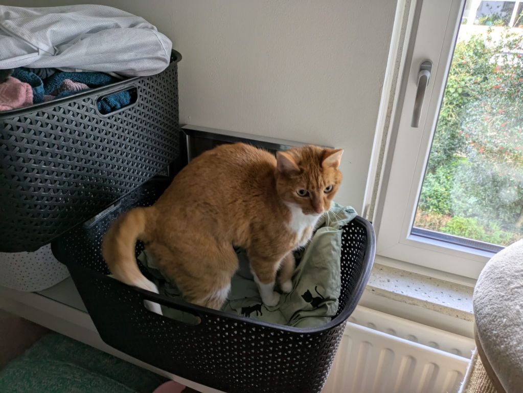 kat