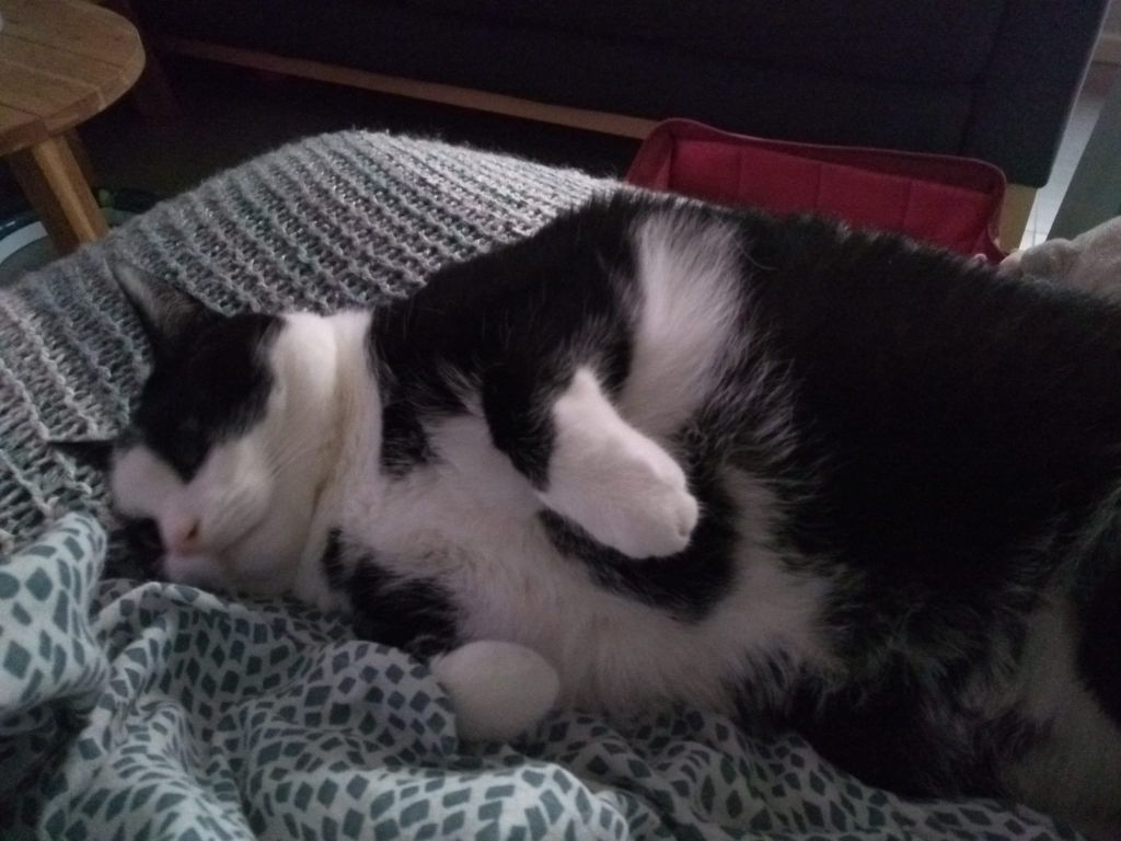 kat