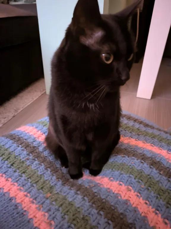 kat