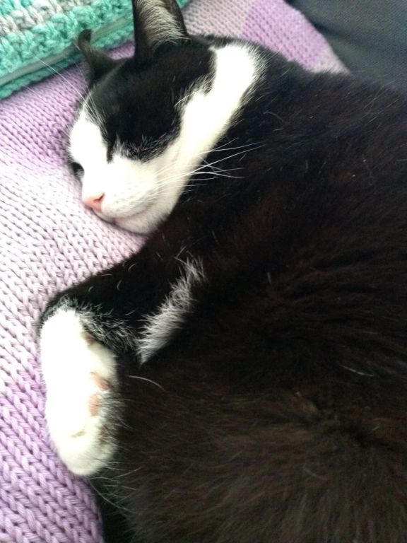 kat