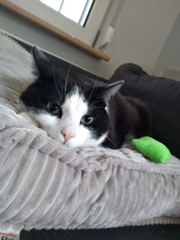 kat